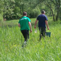 Alevinage de brochetons AAPPMA Seltz