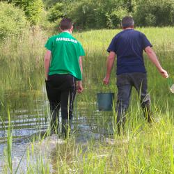 Alevinage de brochetons AAPPMA Seltz