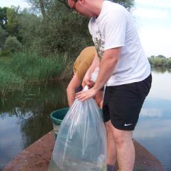 Alevinage sandres AAPPMA Seltz