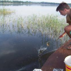 Alevinage sandres AAPPMA Seltz