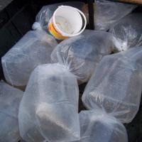 Alevinage sandres AAPPMA Seltz