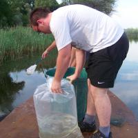 Alevinage sandres AAPPMA Seltz