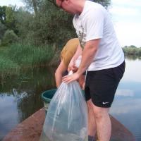 Alevinage sandres AAPPMA Seltz