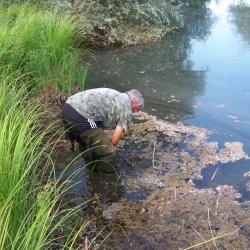 Plantation de nénuphars au Réservoir des Cigognes AAPPMA Seltz