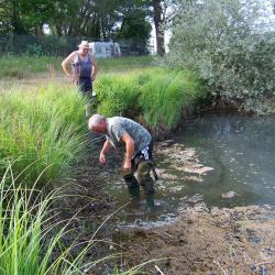 Plantation de nénuphars au Réservoir des Cigognes AAPPMA Seltz