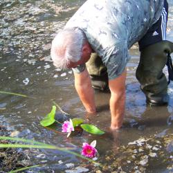 Plantation de nénuphars au Réservoir des Cigognes AAPPMA Seltz