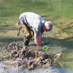 Plantation de nénuphars au Réservoir des Cigognes AAPPMA Seltz