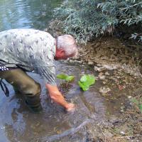 Plantation de nénuphars au Réservoir des Cigognes AAPPMA Seltz