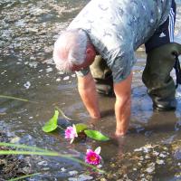 Plantation de nénuphars au Réservoir des Cigognes AAPPMA Seltz