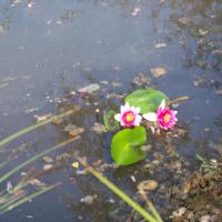 Plantation de nénuphars au Réservoir des Cigognes AAPPMA Seltz