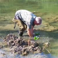 Plantation de nénuphars au Réservoir des Cigognes AAPPMA Seltz