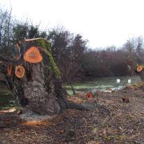 Le Kleinrhein après les travaux de restauration AAPPMA Seltz