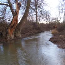 Le Kleinrhein après les travaux de restauration AAPPMA Seltz